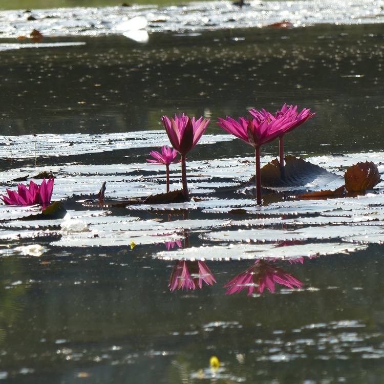 -70-Lotus-flower
