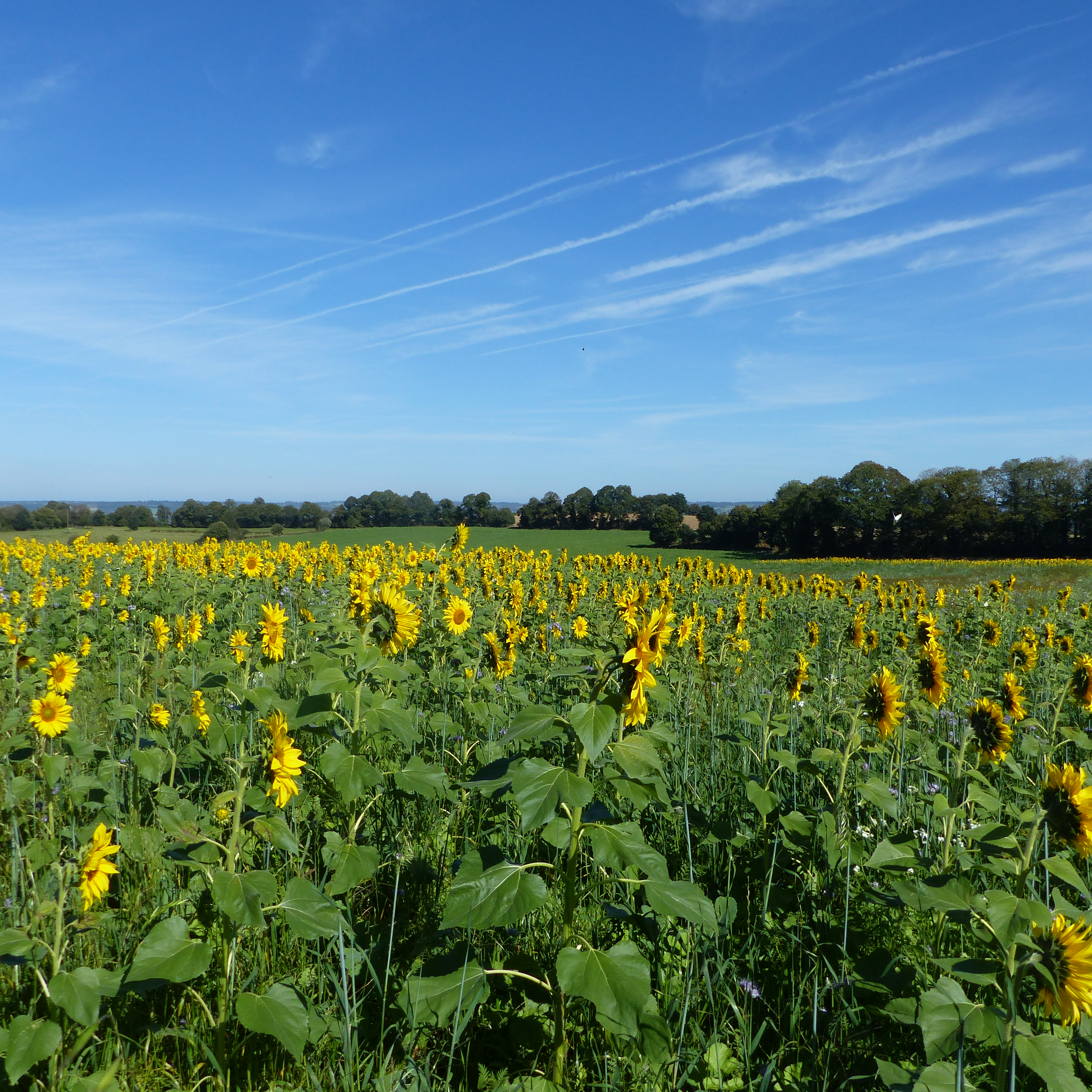 12-Zonnebloemen