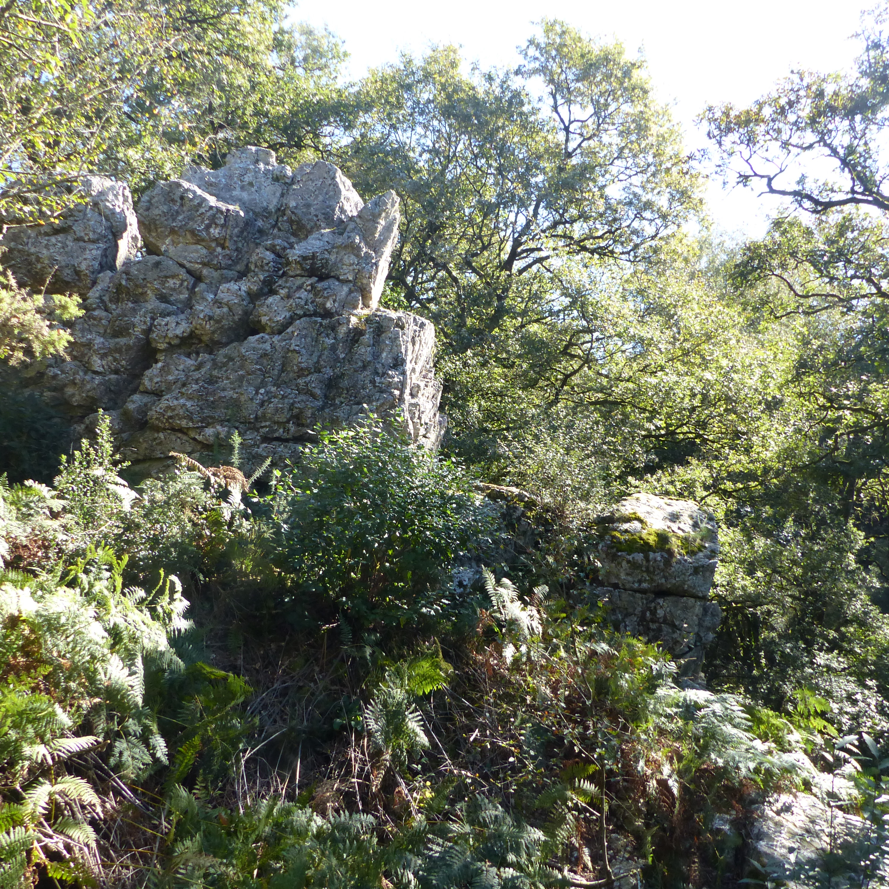 13Het-magische-bos