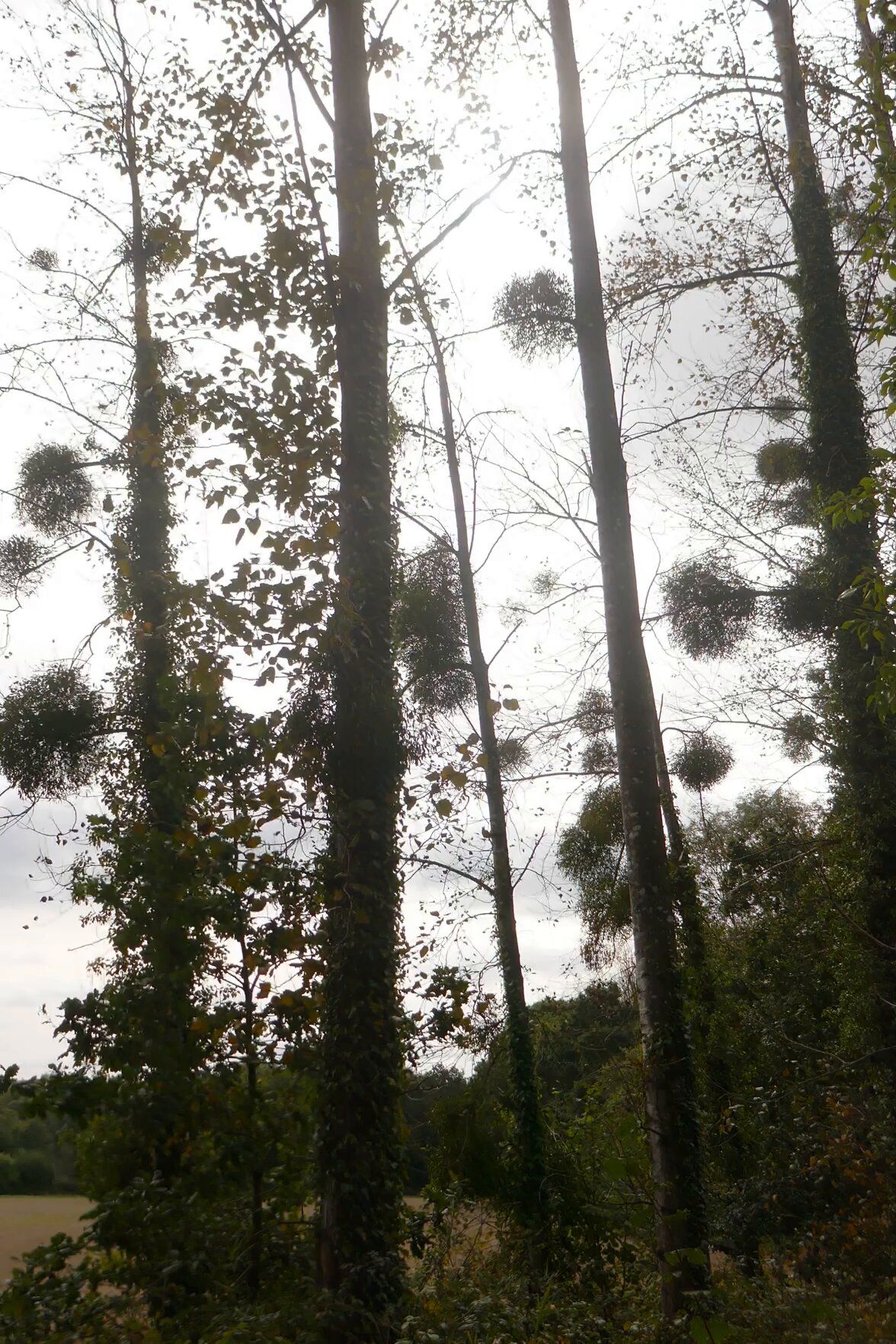 44-Vol-Maretakken000