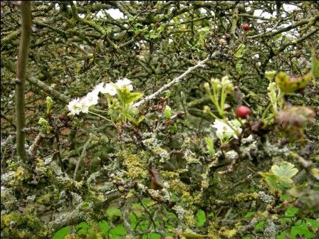 The-blossom-of-the-Holt-Thorn