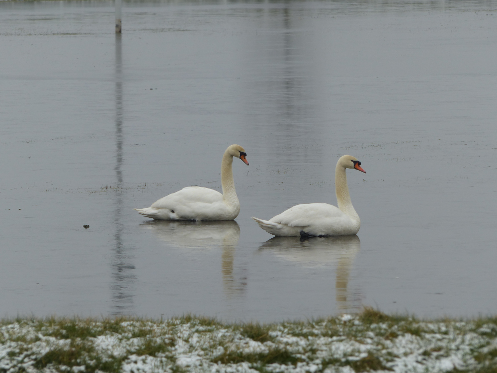 Zwanen-in-het-schaatsmeer