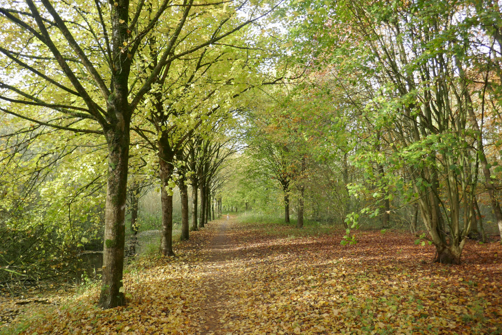 03-Het-bos-van-Witmarsum