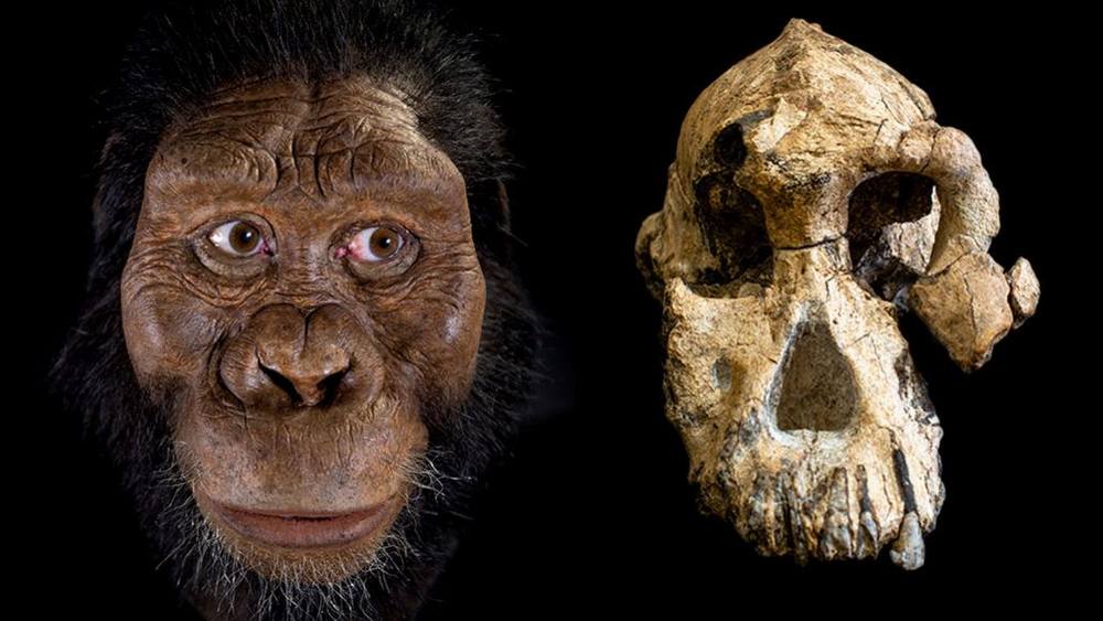10f-Australopithecus-3-mln-jaar-oud