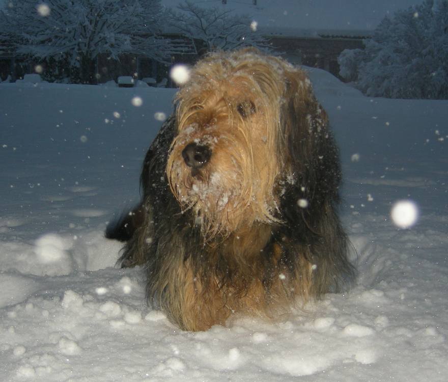 35-Mijn-hond-Macho-Our-dog-Macho-deep-in-the-snow